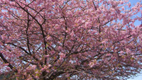 恒例の桜・寿司・温泉