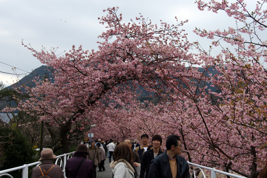 20080302_izu_hikaru061.JPG