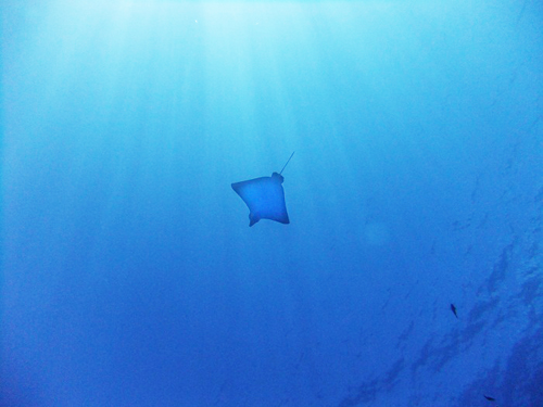 20100914_saipan_manabu_07.jpg